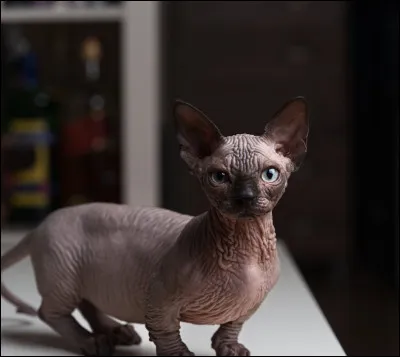 Quelle est cette race ?