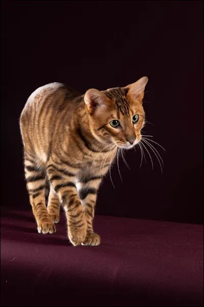 Est-ce que c'est un bengal ?