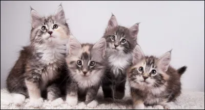 Laquelle de ces races n'existe pas ?