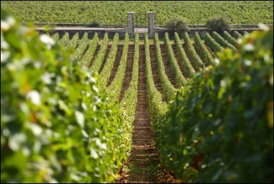 Le ''charmes-chambertin'' est un vin issu de quel vignoble ?
