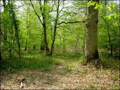 Comment appelle-t-on une forêt constituée principalement de charmes ?