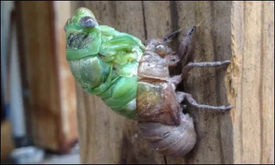 Comment s'appelle la dernière mue de la cigale, celle où elle devient adulte ?