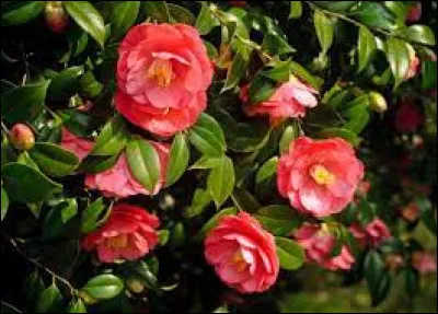 Sciences et nature : À quelle saison fleurissent les camélias ?