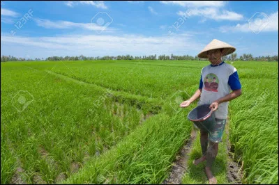 Pour les cultivateurs, les crêpes peuvent signifier...