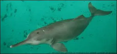 Voici un dauphin d'eau douce également appelé "yangtsé". La pollution et la pêche intensive ont conduit à son extinction dans les années 2000.