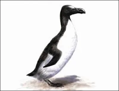 Cet oiseau vivait aux abords de l'océan Atlantique Nord, cependant, il s'est éteint au 19e siècle car la chasse qui visait à récupérer sa viande et ses plumes était trop excessive.