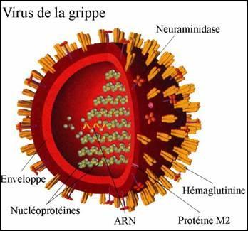 JUIN. L'OMS déclare l'état de pandémie mondiale à la Grippe A (H1N1) de 2009. V X F