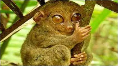 Lequel de ces animaux est le plus imposant ?