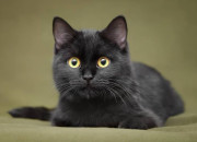 Quiz Chat noir  l'honneur, culture et superstitions !