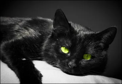 Suite aux superstitions du Moyen Âge, que fallait-il pour sauver un chat noir d'un destin tragique et lui permettre d'être gracié ?