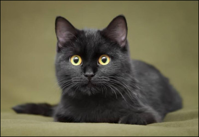 Que représentait le chat noir au Moyen Âge ?