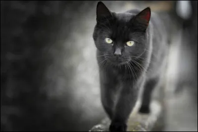 Comment les chats noirs étaient-ils perçus sous l'Empire romain ?