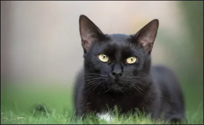 Dans laquelle de cette série télévisée, le chat noir se nomme-t-il "Salem" ?