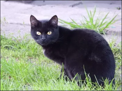 Quel est le seul chat qui soit véritablement un chat noir ?