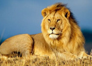 Quiz Culture gnrale sous le signe du ''Lion'' !