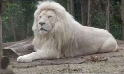 Existe-t-il des lions blancs ?