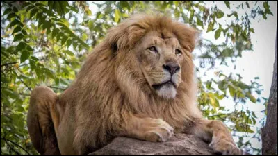 Où rencontre-t-on un lion nommé "Noble" ?