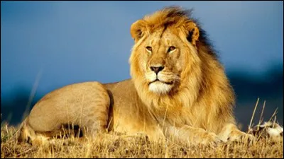 À quoi est destinée la ''Journée mondiale du lion'' ?