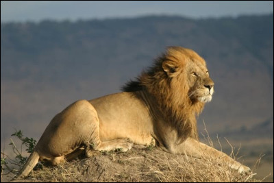 Entre le lion d'Asie et le lion d'Afrique, lequel est le plus gros ?