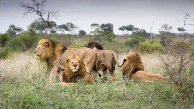 Quel est le mode de vie des lions ?
