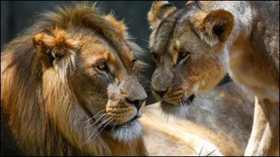 Quel est le comportement du mâle dominant lors de l'acte sexuel destiné à la reproduction ?