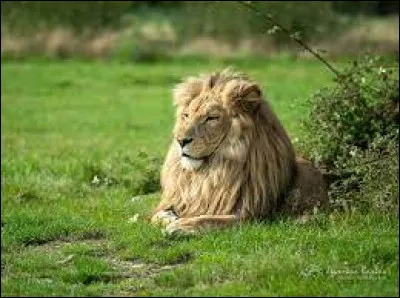 À quel écrivain doit-on le roman "Le Lion" ?