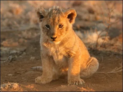 Comment se nomme l'hybride issu du croisement d'un lion et d'une tigresse ?