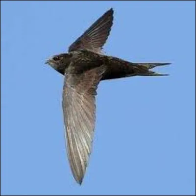 Que faut-il ajouter à "mar" pour obtenir le nom de cet oiseau migrateur ?