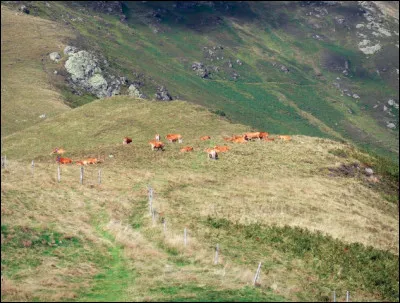 Quel nom donne-t-on à un pâturage d'été en montagne ?