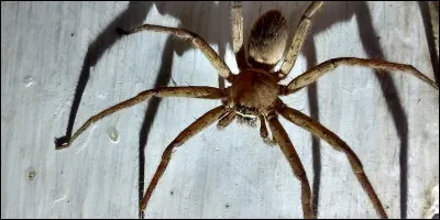 De quoi as-tu peur ?