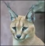 Petit, mais trs vif et  l'oue trs dveloppe, c'est