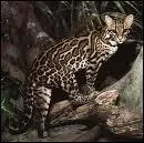 Non, ce n'est pas un lopard en miniature, c'est tout simplement