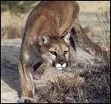 Ce beau flin est un puma, appel aussi