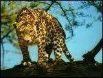 Je suis le lopard, le plus agile  grimper dans les arbres, j'ai un cousin appel