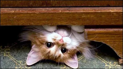 Cinquième verbe : devenir.
Quelle forme est correcte ?