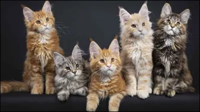 Huitième et dernier verbe : mourir.
Quelle forme est correcte ?