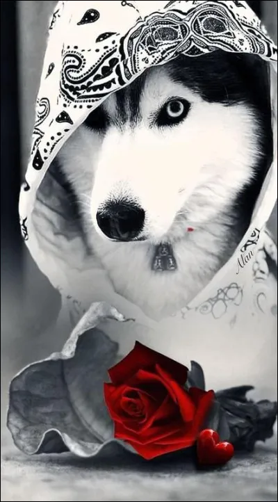 En Égypte, une paire de ciseaux porte-malheur si