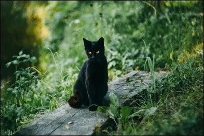 Un chaton noir se réfugie dans ton jardin. Que fais-tu ?
