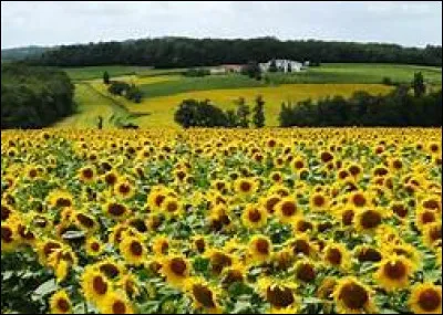 Quel célèbre peintre néerlandais est né le 30 juillet 1853 et a peint des uvres comme "La Nuit étoilée" et "Les Tournesols" ?