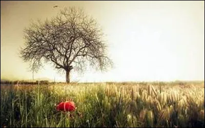 Lors de quel jour de juillet la France célèbre-t-elle sa fête nationale ?