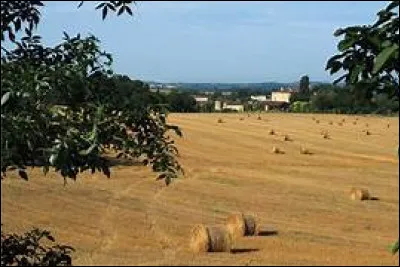 Quelle fleur est associée au mois de juillet ?