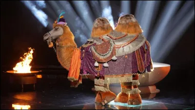 Qui se cachait sous le chameau ?