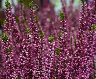 Quand il était chaton, qui l'allaitait ?