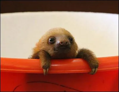 Le mot "extensallisuation" existe-t-il ?