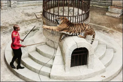 J'étais amie avec les tigres avant qu'ils ne soient plus au Fort.
Qui suis-je ?