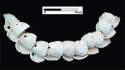 La teuthologie , branche de la malacologie est consacrée à l'étude...