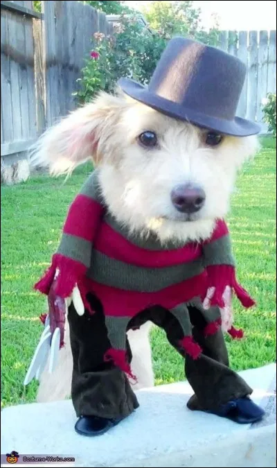 En qui ce chien est-il déguisé ?