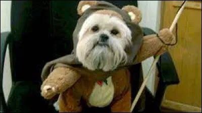 Mettez un nom sur cette créature !