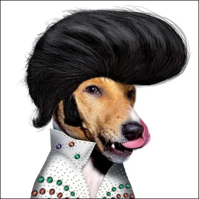 Il vous emmène à Graceland !