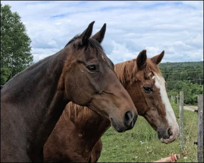 Quel cheval a le plus besoin de nourriture ?